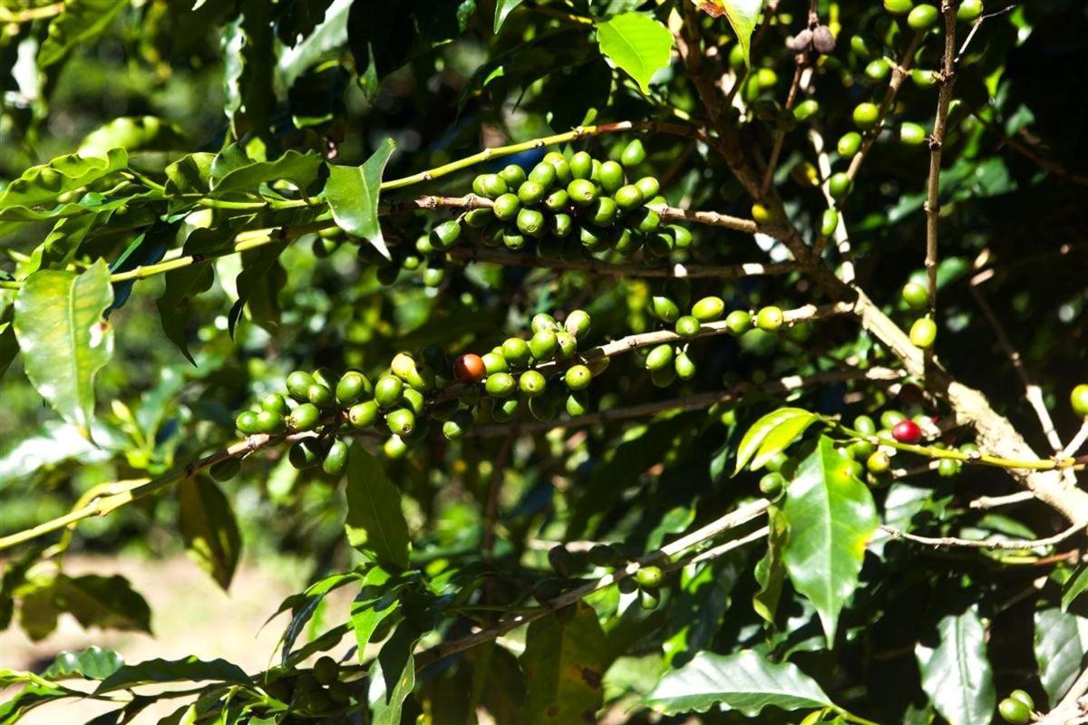 Recanto Dos Cafezais Bueno Brandão Exteriör bild